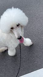 松原香里ブリーダーのブログ：🐩フォルテママ🎶第二の犬生🐩