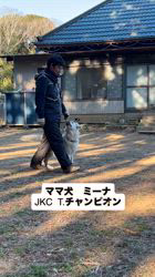小林麻衣子ブリーダーのブログ：ミーナ　JKC  T.チャンピオン