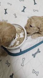 岩本真規子ブリーダーのブログ：生後27日目💕