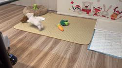 本澤澄枝ブリーダーのブログ：ちびーず🐶💗