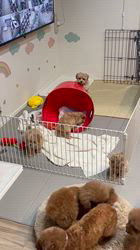 本澤澄枝ブリーダーのブログ：わちゃわちゃ🐶🐾