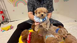 本澤澄枝ブリーダーのブログ：新しい子達🐶🐾