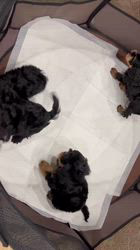 島村弘美ブリーダーのブログ：オンライン見学をさせて頂きました♪