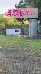 川端美奈ブリーダーのブログ：大渋滞！