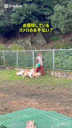 川端美奈ブリーダーのブログ：お手伝い？