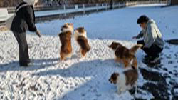 小池正之ブリーダーのブログ：新しい歳を迎えました。