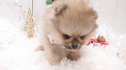 ポメラニアン【栃木県・女の子・2025年10月15日・オレンジセーブル