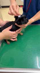 加納大ブリーダーのブログ：仮名ユリアワクチン接種と検診