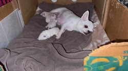 加納大ブリーダーのブログ：ＪＫＣＣＨココア最終出産