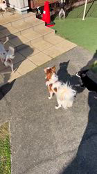 加納大ブリーダーのブログ：この跳躍力