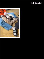 坂本真一ブリーダーのブログ：その子の犬生を左右する社会化期の大切さ