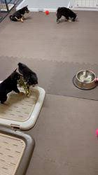 須藤哲也ブリーダーのブログ：子犬遊びエリア拡張