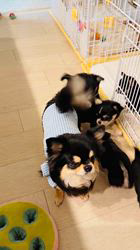 脇山美香ブリーダーのブログ：ご家族様募集中の可愛いブラタンメンバー