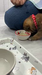 中畑芳恵ブリーダーのブログ：🍼食い気より、眠気💤😂動画です📷✨