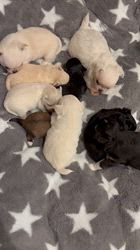 米田麻衣子ブリーダーのブログ：ベビーラッシュです☺️