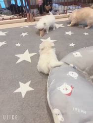 米田麻衣子ブリーダーのブログ：子犬たちの日常風景😊