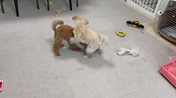 八木美佐子ブリーダーのブログ：9/3生まれのトイプードルの兄妹