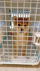 高橋悠理亜ブリーダーのブログ：おすわりのできる子犬