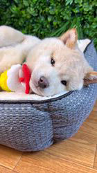 高橋悠理亜ブリーダーのブログ：🐕 犬情報を更新しました｜撮影の裏側で見えた、子犬たちの素顔