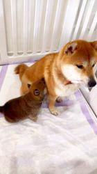 高橋悠理亜ブリーダーのブログ：柴犬ママと赤胡麻柴の子犬の授乳の様子｜北海道の柴犬ブリーダー