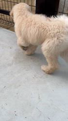 山本洋人ブリーダーのブログ：🐴謹賀新年🎍