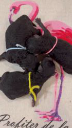 田中圭子ブリーダーのブログ：シルバー3姉妹お誕生日