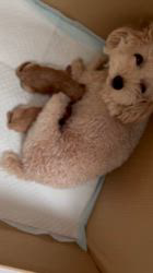 田中圭子ブリーダーのブログ：とっても可愛いママが出産😘