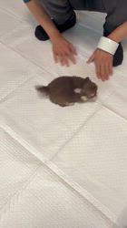 平田香代ブリーダーのブログ：特技:かまってちゃん