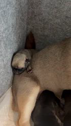 平田香代ブリーダーのブログ：僕ここが落ち着くの♩