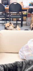 平田香代ブリーダーのブログ：成犬のおやつタイム…♡