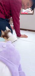 平田香代ブリーダーのブログ：新人スタッフさん🐶