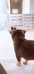 平田香代ブリーダーのブログ：柵の向こう側には🐶