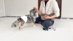平田香代ブリーダーのブログ：お勉強会、、📖