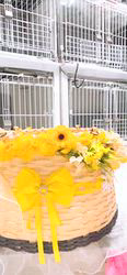平田香代ブリーダーのブログ：お花がよく似合う🌼