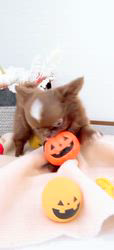 平田香代ブリーダーのブログ：✨🎃Halloween🎃✨