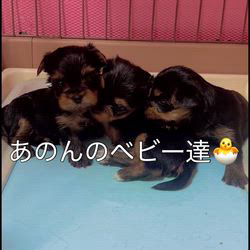 石川恵ブリーダーのブログ：✨🥰あのんのベビー初掲載しました🥰✨