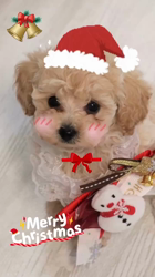 高田薫ブリーダーのブログ：メリークリスマス🎄💫