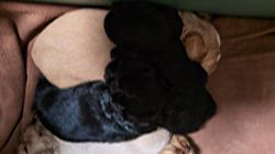 倉橋宏実ブリーダーのブログ：むちむちコロコロパンパンなボンレスハムコッカーベビ♥