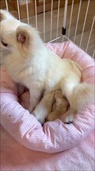 樋口佳江ブリーダーのブログ：「毎日元気いっぱい！子犬たちの成長記録🐶✨」
