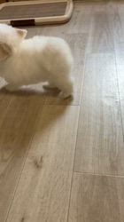 樋口佳江ブリーダーのブログ：癒しのひととき。お気に入りのおもちゃに夢中なパピーちゃん