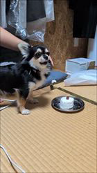 樋口佳江ブリーダーのブログ：Happy Birthdayぱおん