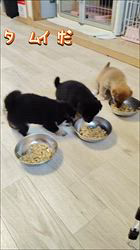 樋口佳江ブリーダーのブログ：​【成長記録】すくすく育つ子犬たち！初めての離乳食パート2