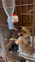 樋口佳江ブリーダーのブログ：給水器デビュー！一生懸命ペロペロする柴犬のパピーたち