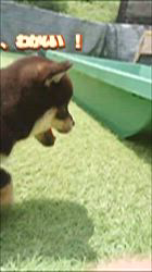 樋口佳江ブリーダーのブログ：子犬たちの元気な姿をお届けします！