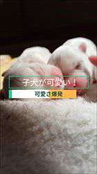 樋口佳江ブリーダーのブログ：小さな赤ちゃんたち、すくすく成長中です🐶🍼🤍
