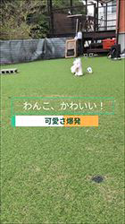 樋口佳江ブリーダーのブログ：🏆パパはJKCチャンピオン✨