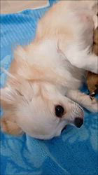 樋口佳江ブリーダーのブログ：🐶💕 ママの愛情たっぷり♡幸せな授乳タイム🍼