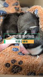 樋口佳江ブリーダーのブログ：🐶💕 チワワの赤ちゃんが誕生しました！🎉