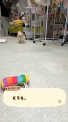 高木美和ブリーダーのブログ：🥰🐾ミルクボーロ君💖