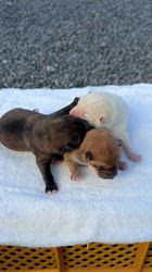 川本智祥ブリーダーのブログ：今朝産まれました！